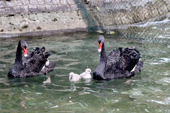 Kuğulu Park'ta yavru heyecanı