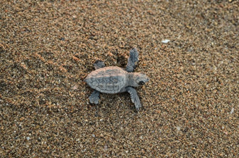 Caretta caretta yavruları denizle buluşmaya devam ediyor