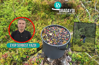 Finlandiya ormanlarında mavi altın kovaladık, Uzak Doğu’ya uzanan bir ekonominin şifrelerini çözdük