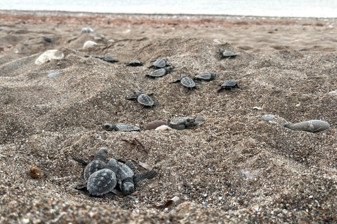 Antalya’da 200 bin caretta caretta yavrusu denize ulaştı