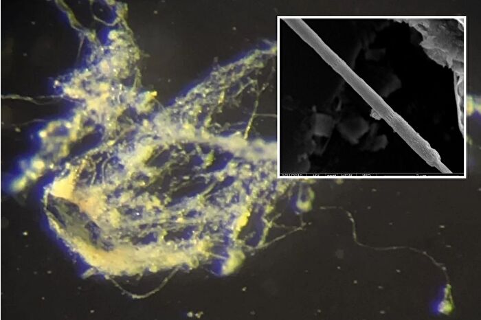 Bilim insanları, Ca Electrothrix yaqonensis adında elektrik iletebilen yeni bir bakteri keşfetti