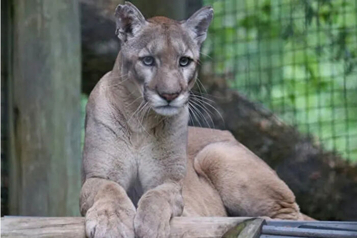 ZooTampa, yaralı halde kurtarılan ve türünün elçisi olan nesli tükenme tehlikesindeki Florida panteri Walter’ın ölümünü duyurdu