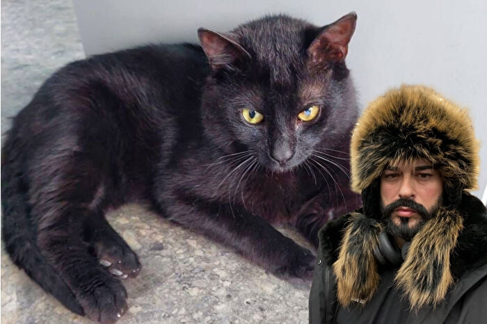İstanbul’da içine girdiği konteynerle Rusya’ya giden ve Burak ismi verilen kediye Rusya’da kalma izni çıktı
