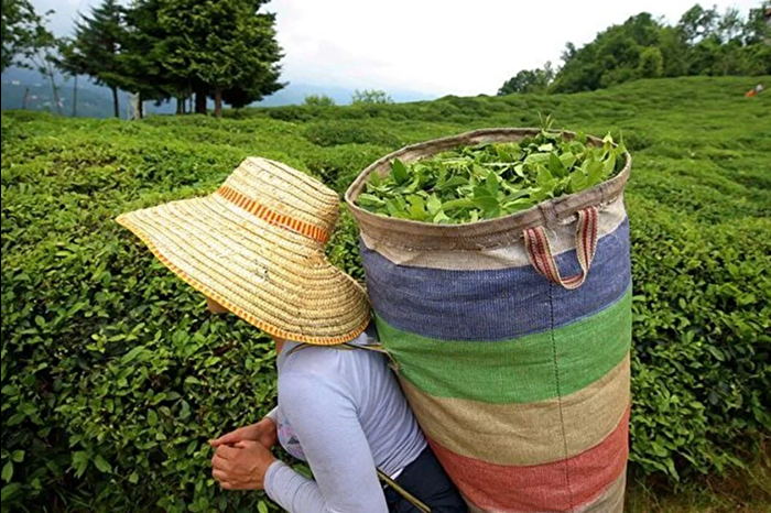 Tarım ve Orman Bakanlığı, 2025 yılı yaş çay alım fiyatını açıkladı