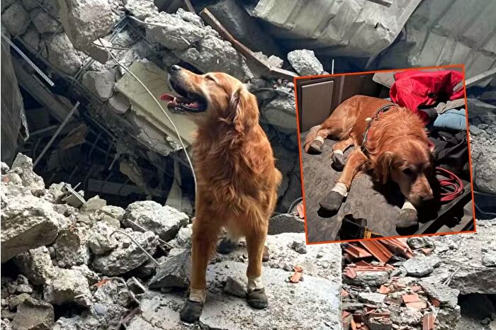 Kahramanmaraş depreminde 18 kişinin hayatını kurtaran kahraman köpek Killian yaşamını yitirdi