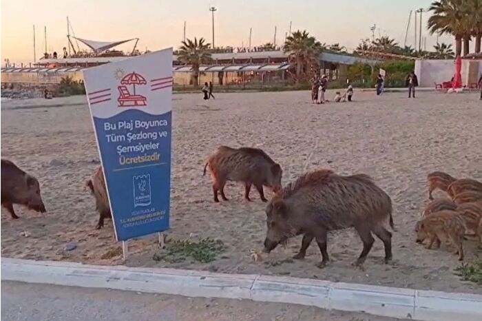 Kuşadası'nda yaban domuzlarını besleyenlere ceza kesilecek