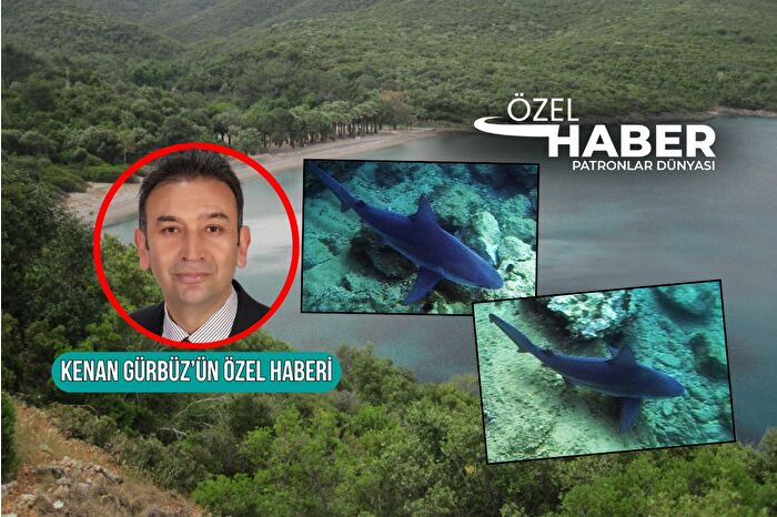 Prof. Dr. Halit Filiz, Muğla’da son günlerde sıkça görülen köpekbalıklarının tehlikeli bir tür olan Dikburun cinsi olduğunu açıkladı