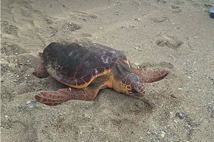 'Güzel İzmir' Lübnan'da kayboldu, 2 aydır sinyal alınamıyor