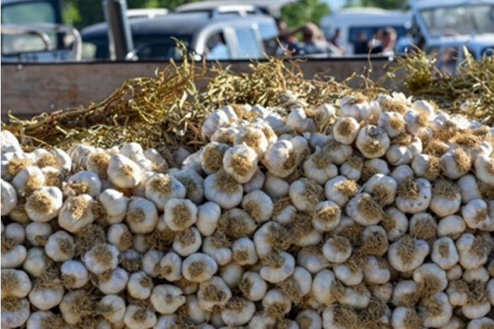 Kastamonu'da hasadın ardından Taşköprü Sarımsak Pazarı açıldı