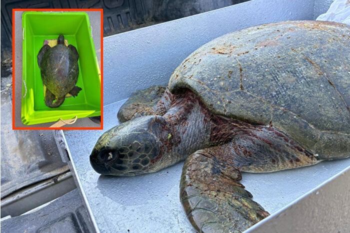 Antalya’nın Lara ilçesinde bitkin ve hareketsiz halde bulunan deniz kaplumbağası 268 kilometre uzaktaki Ortaca’da tedavi altına alındı