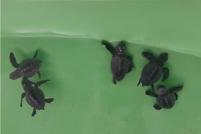 İztuzu Sahili'nde 350 caretta caretta yavrusu denizle buluştu