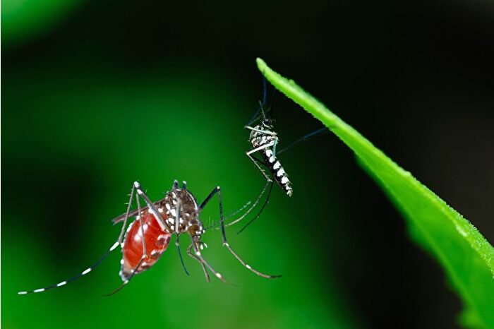 Avrupa coğrafyasında baskın olmaya başlayan istilacı sivrisinek türü Chikungunya, Türkiye için de tehdit