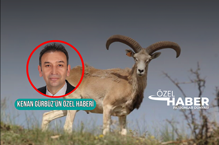 Tarım ve Orman Bakanlığı 22 ilde av turizmi için ihale açtı,  Muğla'da KDV hariç 480 bin TL ödeyen yaban keçisi avlayabilecek