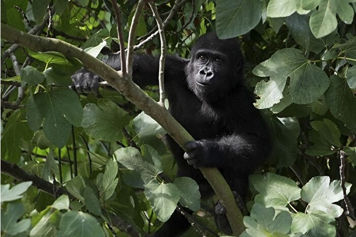 Goril yavrusu 'Zeytin' Nijerya yolculuğuna hazır