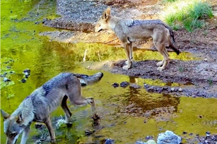 Muğla’da nadir yaban hayvanı kurtlar fotokapana takıldı