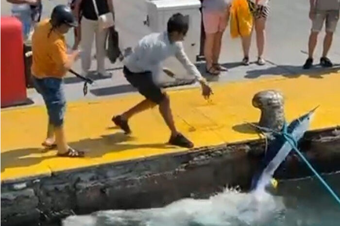 Tarım ve Orman Bakanlığı Bodrum’da zıpkınla vurulan mavi yelken balığının yaralı olarak kaçtığını açıkladı