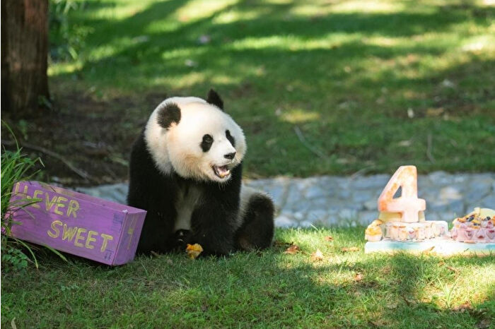 Qing Bao 4 yaşında: Panda dostu pasta ve oyuncaklarla Washington’da doğum günü coşkusu