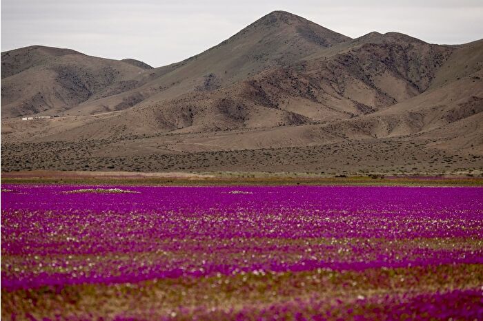 Dünyanın en kurak çölü olan Atacama Çölü'nde çiçek açtı