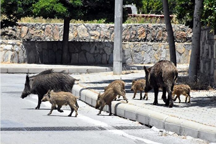 Muğla’da İlçe Tarım ve Orman Müdürlüğü avladıkları yaban domuzlarının kuyruğunu getirene 5 kurşun verileceği açıklandı