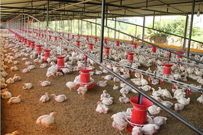TÜİK'e göre tavuk eti üretiminde artış, tavuk yumurtası üretiminde ise azalış görüldü