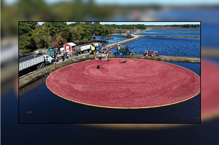 New Jersey'de geleneksel turna yemişi hasadı