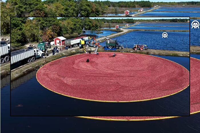 New Jersey'de geleneksel turna yemişi hasadı