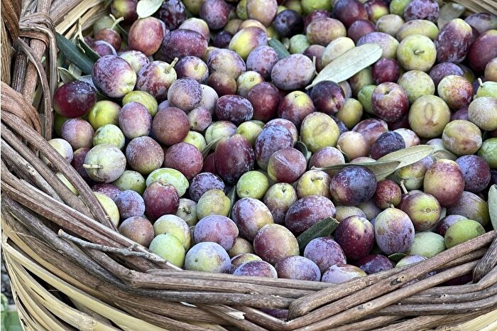 Türkiye'de 2 milyon 450 bin ton zeytin rekoltesi bekleniyor