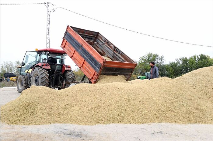 "Türkiye'nin çeltik ambarı" mesaisi Trakya'da tamamlandı
