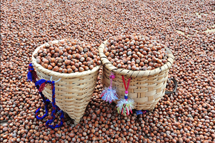 İtalyan çikolata devi Nutella'nın üreticisi Ferrero Türk fındığından vazgeçti, Şili ve ABD'ye yöneldi