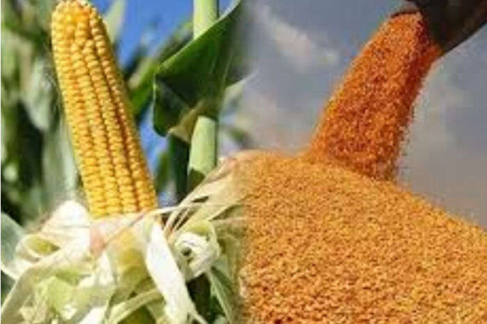 Arpa ve mısır ithalatında tarife kontenjanları 1 milyon ton olarak yeniden belirlendi