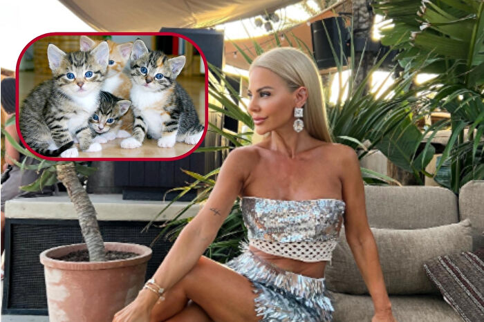 İstinye’de çipli yavru kediler ortadan kayboldu, Burcu Şendir savcılığa başvurdu