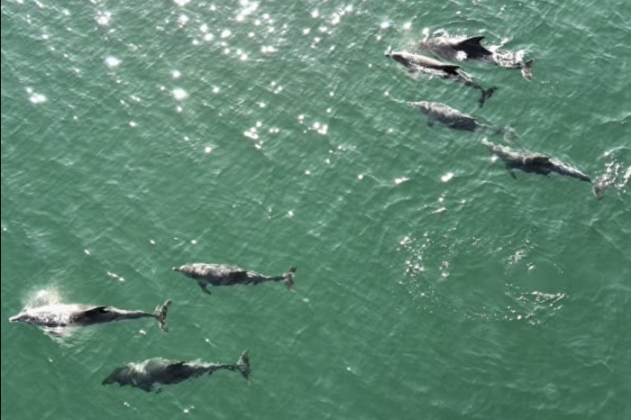 Karadeniz'de Sinop açıklarında yunus sürüsü görüldü