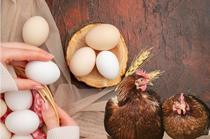 Eylülde yıllık bazda tavuk eti üretimi arttı, tavuk yumurtası üretimi ise azaldı