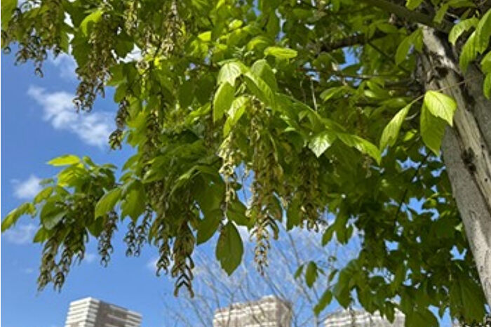 Doğayı Koruma Derneği’nin çağrısına yanıt veren Moskova yetkilileri, biyolojik çeşitliliği azaltan Amerikan akçaağacı için mücadele başlattı