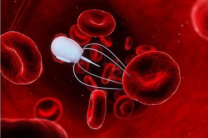 Bilim insanları, damarlarda ilerleyerek belirli dokulara ilaç ulaştırabilen mikro robotları test etti