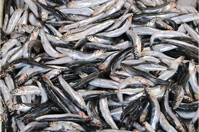 Marmara denizindeki balık bolluğu balıkçıları Tekirdağ'a çekti