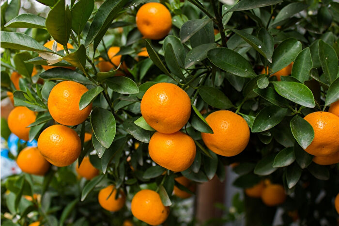 Türkiye'nin 10 aylık mandalina ihracatı 375 milyon dolara yükseldi