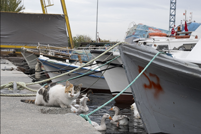 Türkiye'nin denizlerinde yaşayan balık türlerindeki azalma alarm veriyor