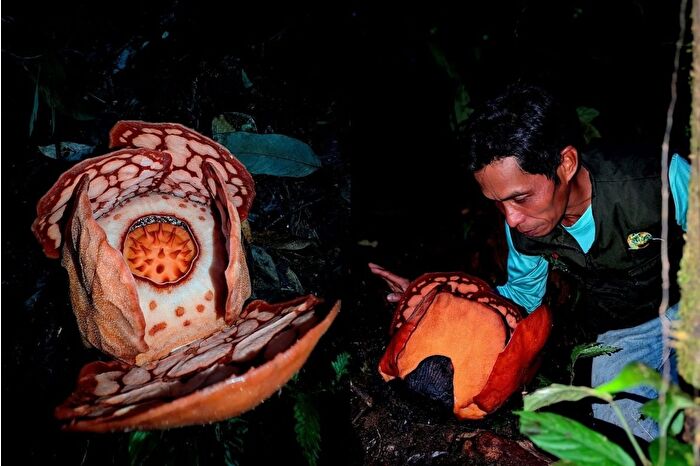 Dünyanın en nadir çiçeği olarak nitelendirilen 'Rafflesia hasseltii'nin keşfi, çiçek avcısını ağlattı