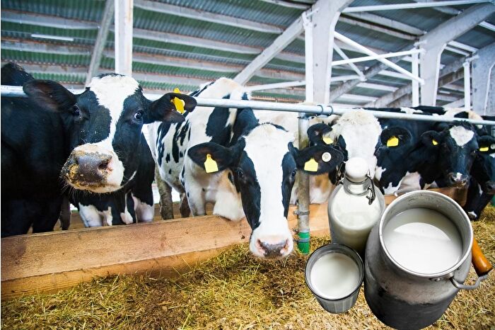 Türkiye'nin çiğ süt üretimi arttı, yıl sonu rakamın 23 milyon 500 bin tonun üzerinde olması bekleniyor