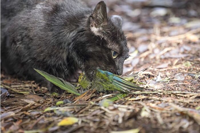 Yeni Zelanda, yabani kedileri öldürülmesi planlanan türler listesine aldı