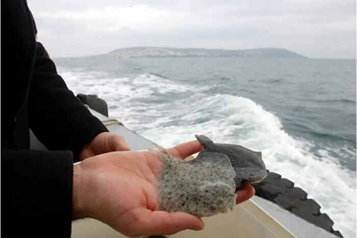 Kalkan balığının sürekliliği için Karadeniz'e yaklaşık 120 bin yavru salındı
