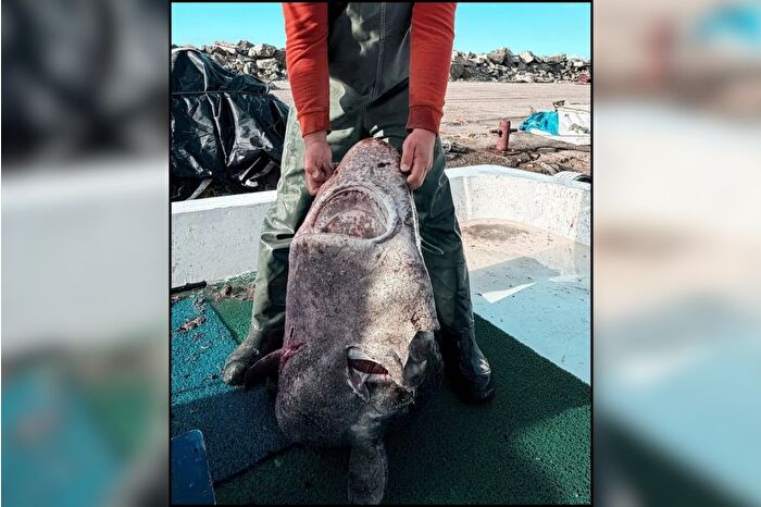 Yalova'da balıkçıların ağına 4 metrelik 'pamuk' cinsi köpek balığı takıldı