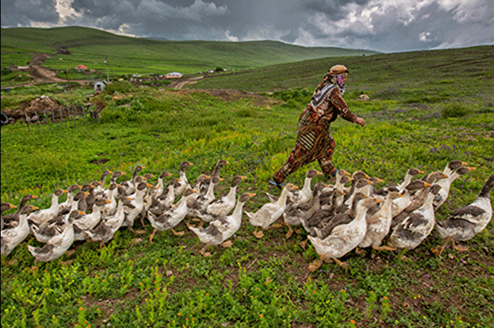 Kars'ta yılda yaklaşık 2,5 milyon kaz yetiştiriliyor