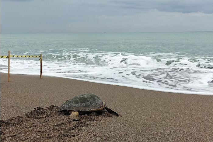 Yaralı Caretta caretta tedavisinin ardından denize bırakıldı