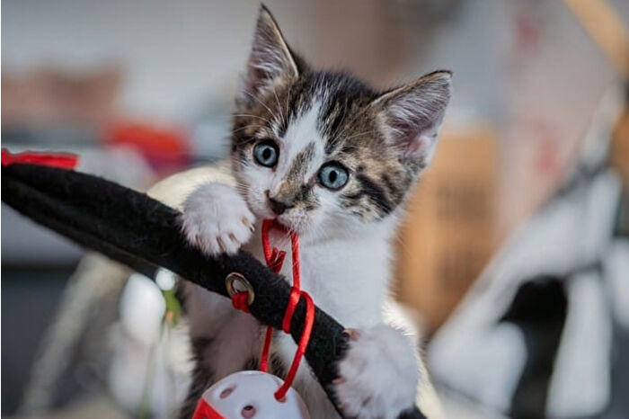 Araştırmaya göre, kedilerin insanlarla ilişkisinin sanılandan daha geç başladığına işaret ediyor