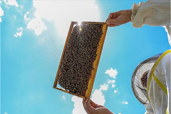 Kars, Erzurum, Erzincan, Ardahan, Ağrı ve Iğdır'da bal ormanları kurulduğu bölgelerde üretimi arttıracak