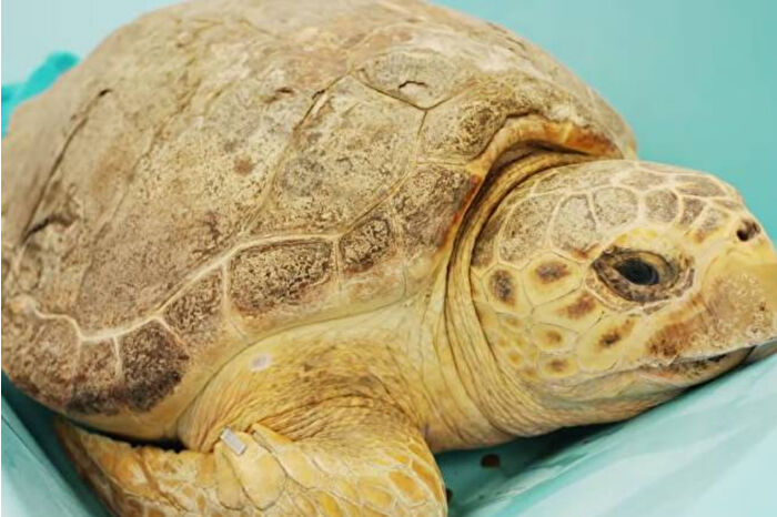 Florida’da nesli tehlike altındaki kaplumbağa Molly büyük tümörden kurtarıldı uydu takip cihazıyla okyanusa salındı