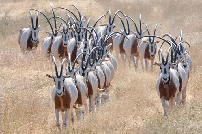 1980’lerde nesli tükendiği düşünülen kılıç boynuzlu oriks yeniden doğada