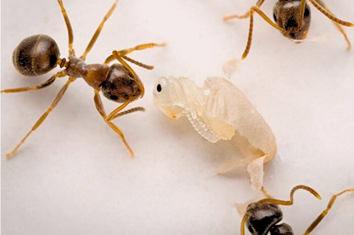 Hastalığa yakalanan genç karıncaların işçi karıncalara ‘beni yok et’ sinyali gönderdiği keşfedildi